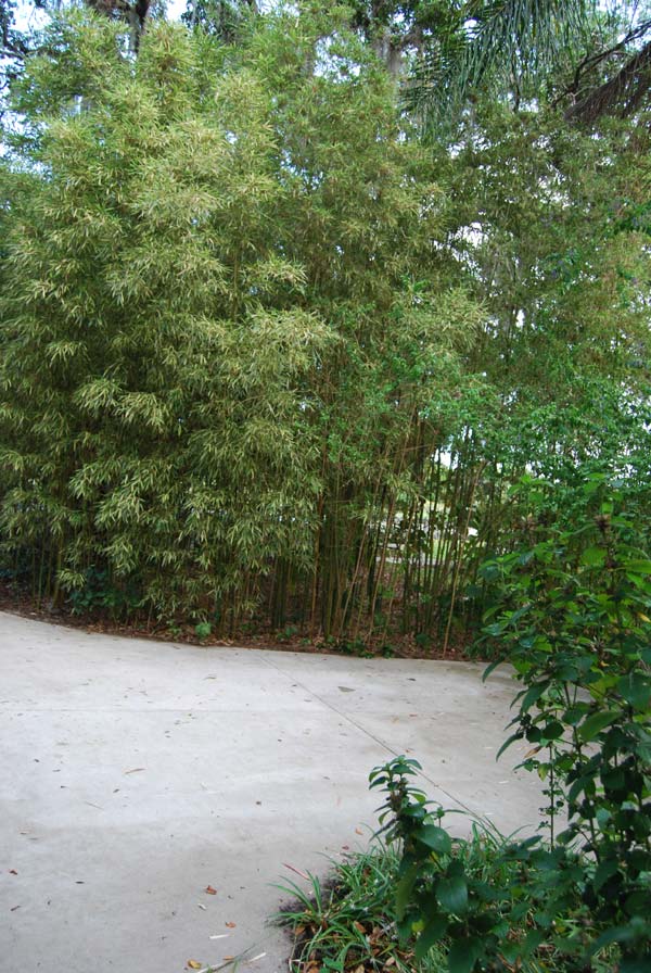 Bamboo Privacy