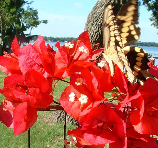 Butterfly on bougainvillea