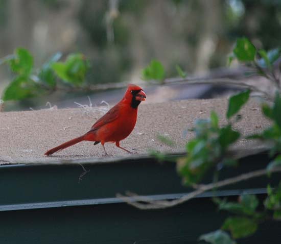 Cardinal