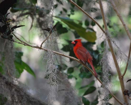 Cardinal at loon cottage