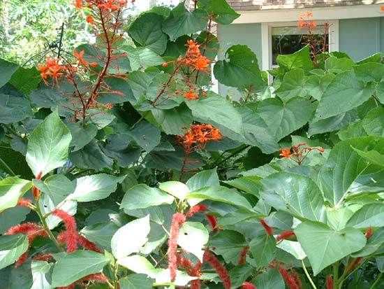 Center Foliage