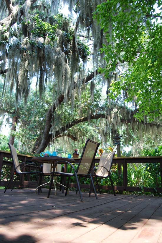 Dine under the trees in fresh air