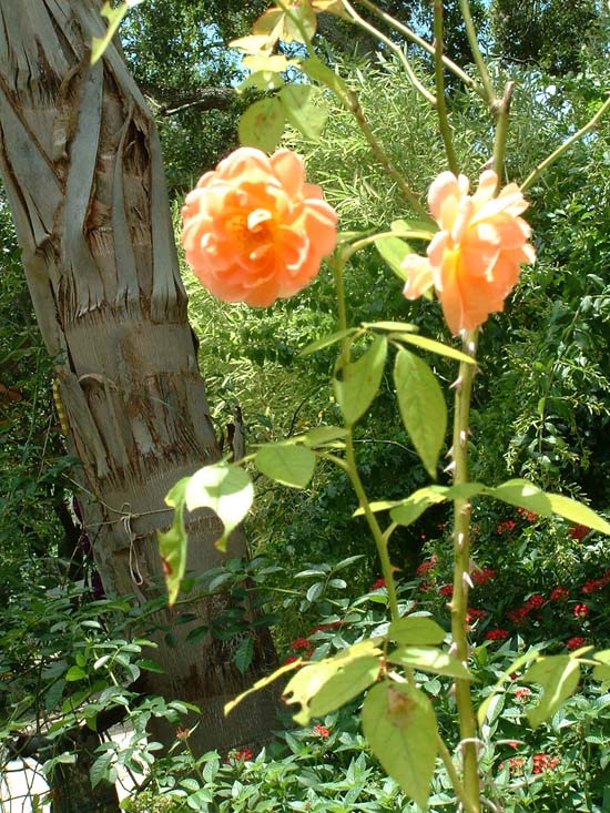 Lake House's Orange Rose