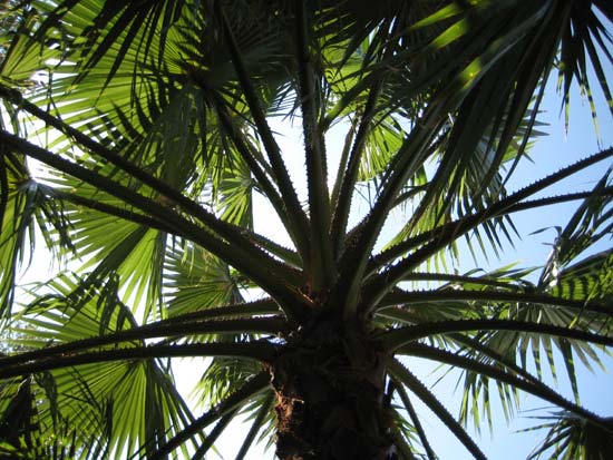 Palm