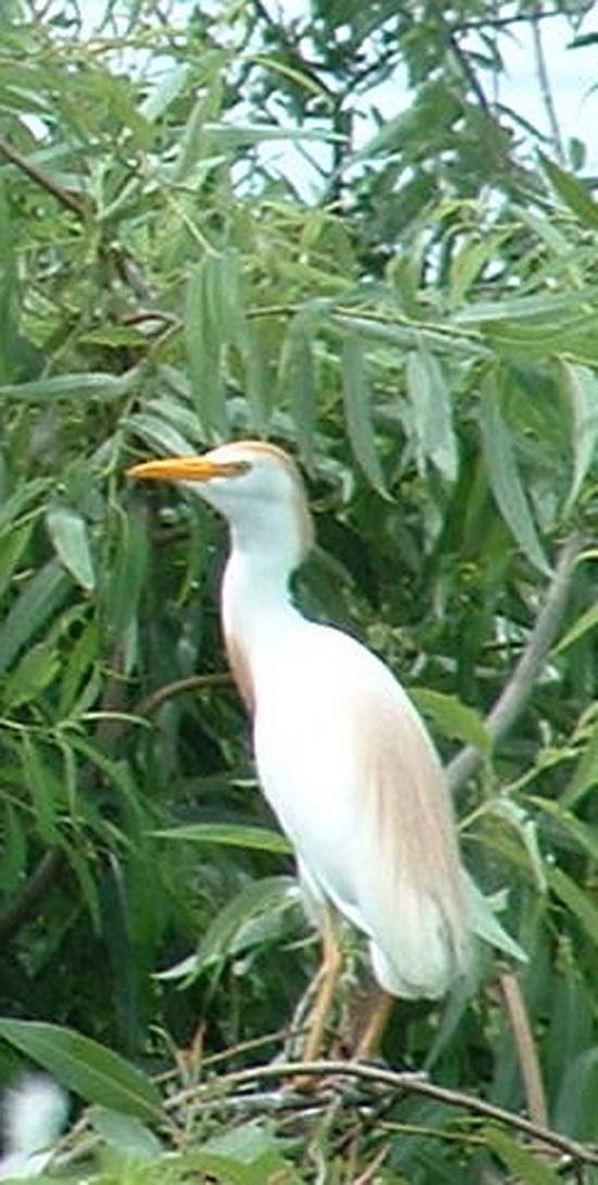 Snowy Egret