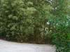 Bamboo Privacy Bamboo Privacy
