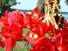 Butterfly on bougainvillea