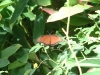 butterfly4