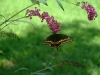 butterfly5