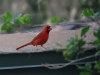 Cardinal Cardinal