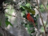 Cardinal at loon cottage