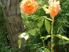 Lake House's Orange Rose