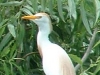 Snowy Egret