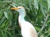 Snowy Egret