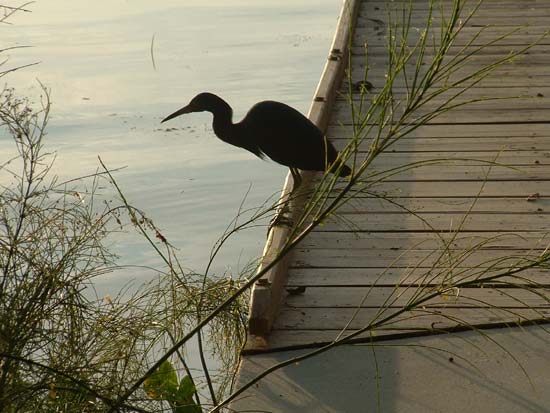 Water bird