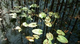 Highlands Hammock Images