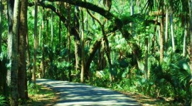 Highlands Hammock State Park