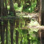 Cypress reflection