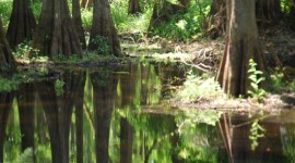 Cypress reflection