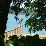 Heron on Loon Cottage Dock