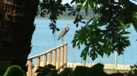 Heron on Loon Cottage Dock