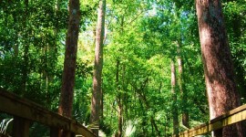 Highlands Hammock Florida State Park 