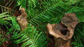 Cypress knee at Highlands Hammock State Park