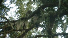 Barred Owl in Oak Tree at Loon Cottage